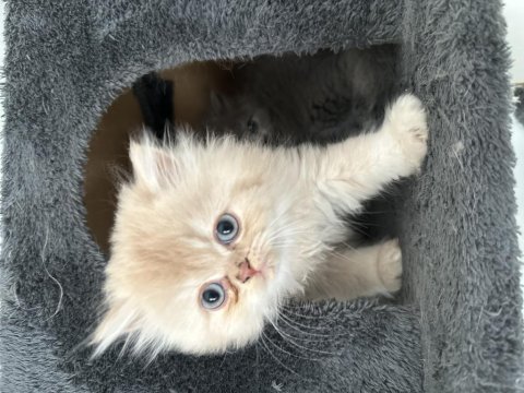 2 aylık muhteşem ve özel british longhair
