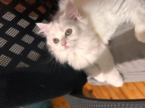 Scottish fold longhair 2 aylık babası şecereli