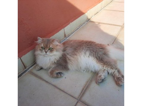 Ponçik yakışıklı british longhair