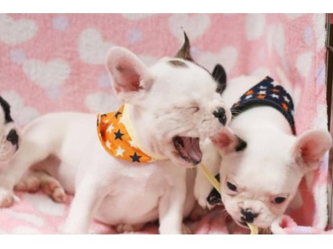 French bulldog yavruları
