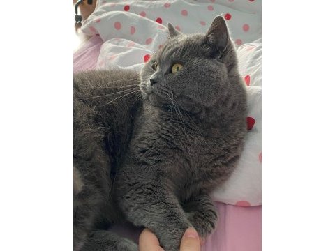 Alerji sebebiyle british longhair