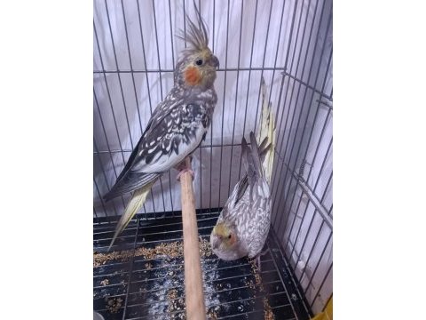 Hazır takım sultan papağanı