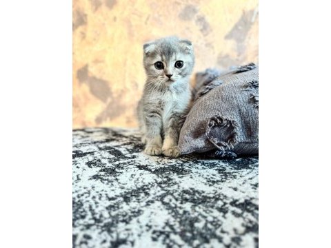Yavru scottish fold yavrumuz