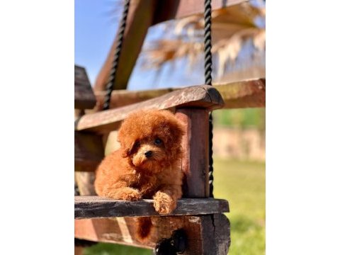 Eğitilebilir toy poodle yavruları ile evinize neşe katın