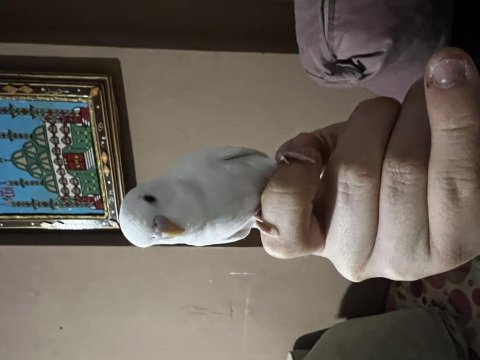 Muhabbet kuşumuz