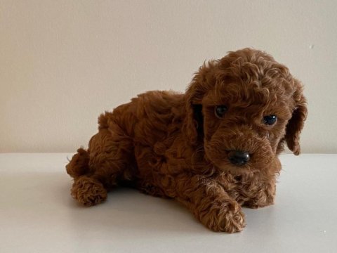 Mini toy poodlelar