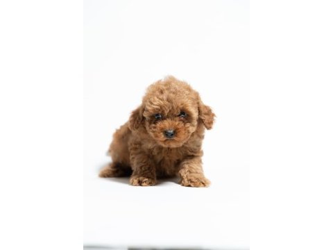 A kalite toy poodle yavrularımız