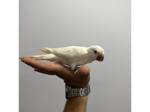 Albino monk papağanı kırmızı göz