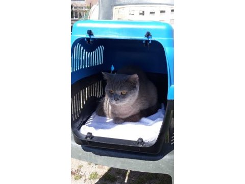 Ücretsiz sahiplendirilecekdir british shorthair
