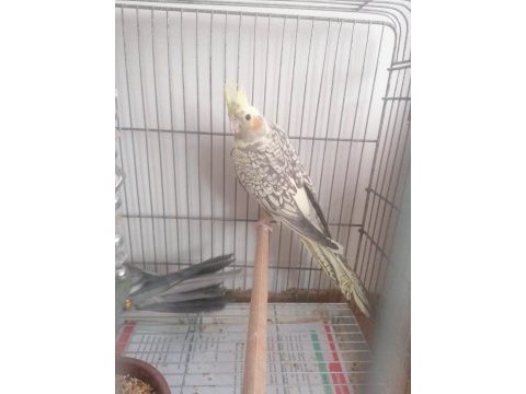 2.5 aylık sultan papağanı (lütfen açıklamayı okuyun)