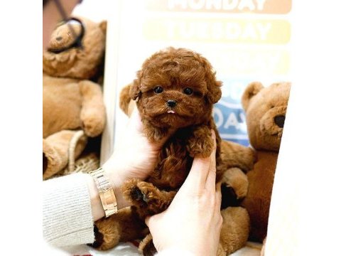Bebek yüzlü toy poodle
