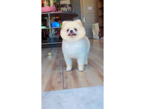 Pomeranian ayı yüz