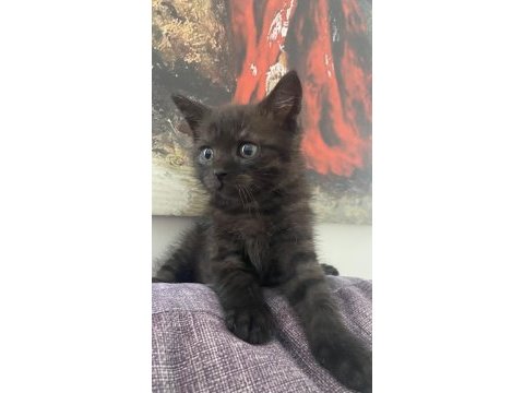 Kara boncuk kedim