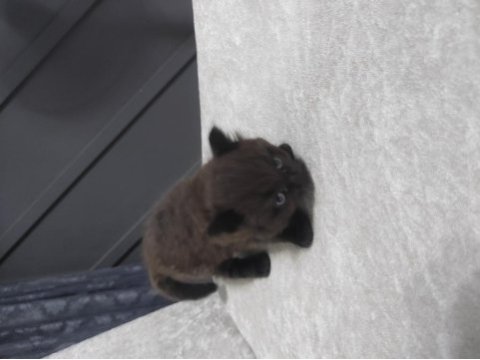 Düşman çatlatan cins british shorthair