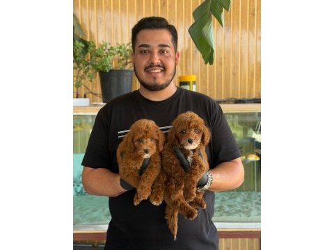Maltipoo yavrularımız