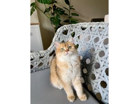 British shorthair şampiyon kedimiz