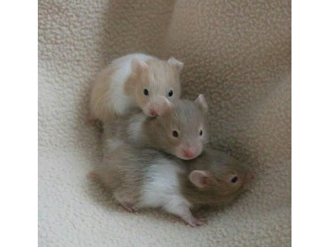Her ırk hamster bebek ve malzemeler adrese teslim mevcut