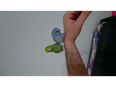 Forpus çifti
