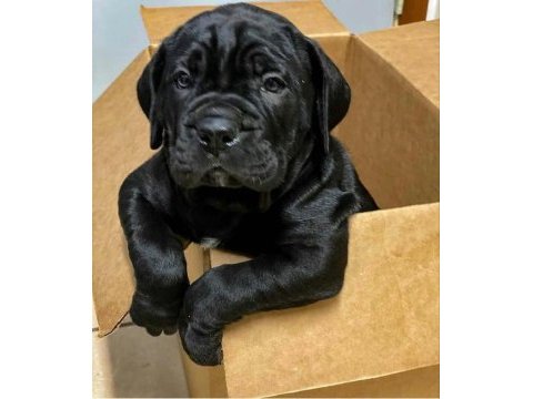 Gri ve siyahın en güzel tonu cane corso bebekler