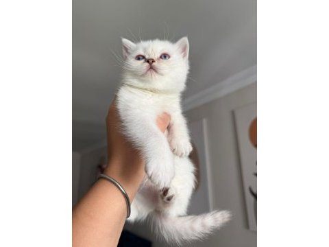 Pamuk prenses safkan british shorthair
