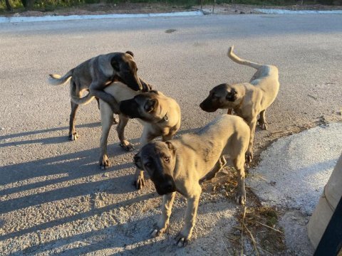 Orjinal kangal köpekleri