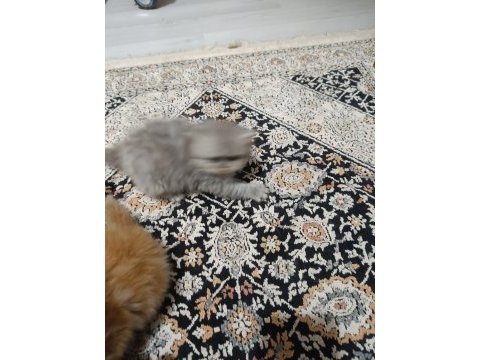 1 anne 2 yavru iran kedisi toplu veya tek