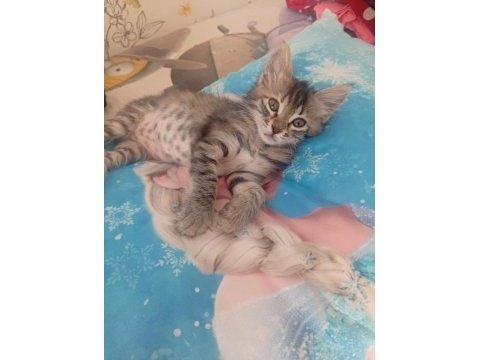 2 aylık dişi tekir yavrumuz sahiplendiriyoruz
