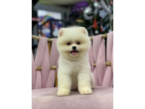 Orijinal yavru pomeranian boo