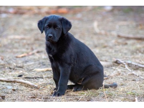 Golden retriever - labrador retriever mix bebekler