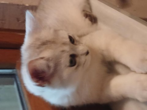 Kendi kedimin british shorthair yavrusudur