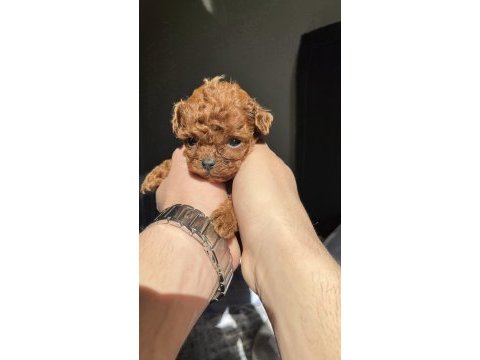 Kore red brown toy poodle yavruları