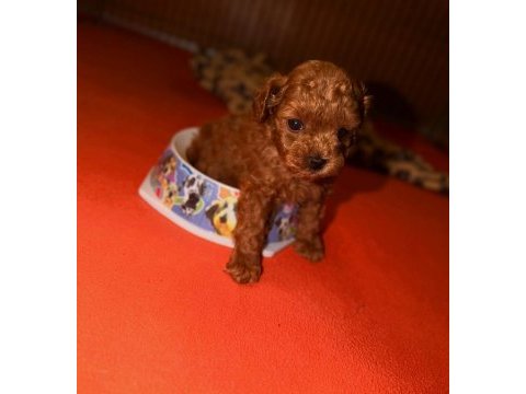 Toypoodle yavrularımız 