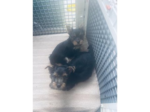 Safkan 2 minik erkek yorkshire terrier