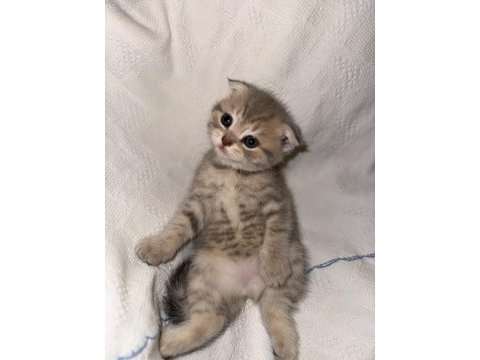 Çok sevimli british shorthair ve scottish fold yavrular