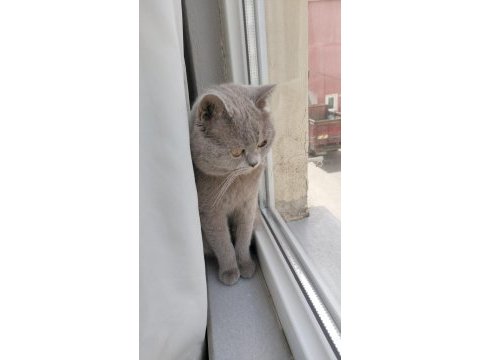 Nadir renk lilac british shorthair