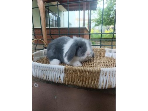 Hollanda teddy lop tavşan yavrular