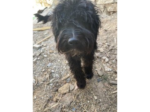 Siyah genç erkek köpeğimiz