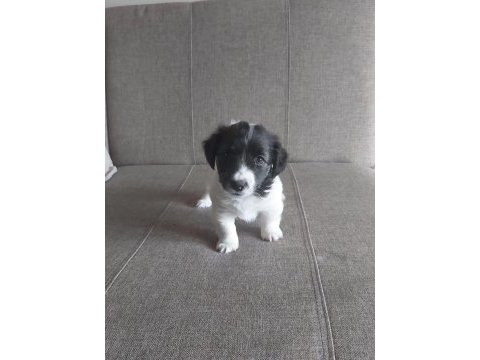 Jack russell yavruları