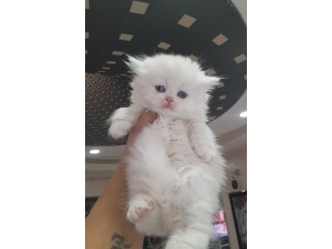 Muhteşem british longhair erkek bebek