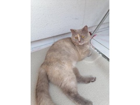 Ücretsiz sahiplendirme british shorthair kedimiz