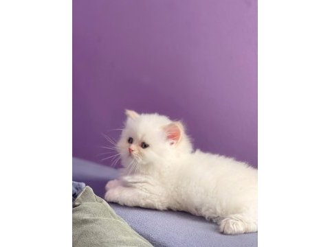 2 aylık british longhair dişi