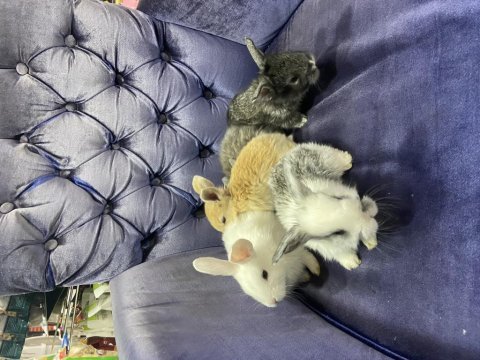 Cüce kırması rengarenk tavşan yavruları