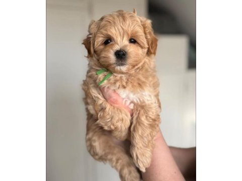 Maltipoo yavru köpekler