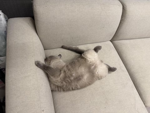 Scottish fold gri