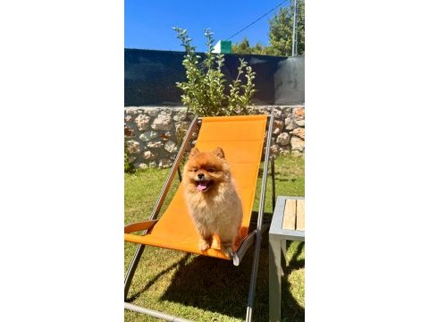 3 yaşında pomeranian sahiplendirme