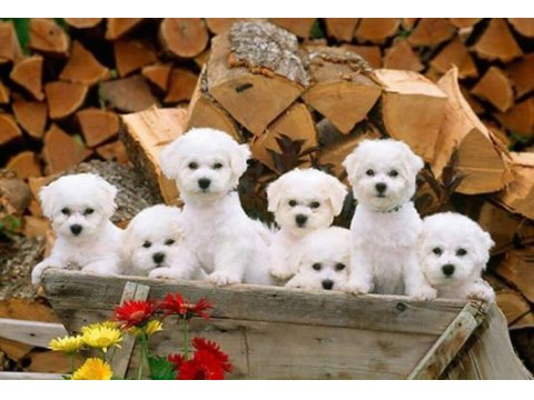 Maltese terrier yavrularımız canlı görerek alabilirsiniz