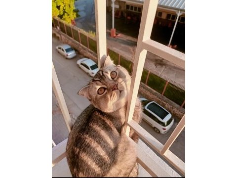Şecereli scottish fold silver