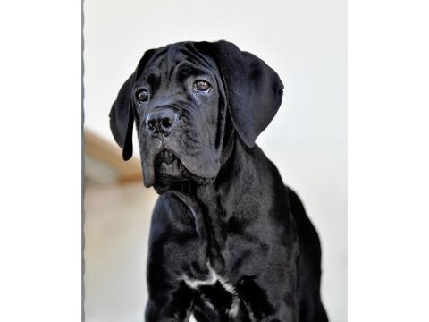 Şecere belgeli ırk ve sağlık garantili cane corso yavrular