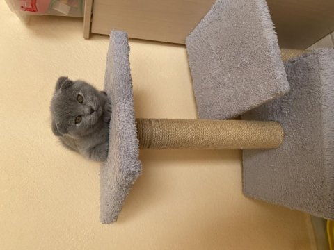 Scottish fold 2 aylık