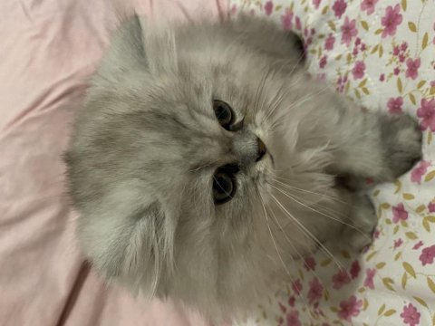 British longhair yavruma acil yuva aranıyor